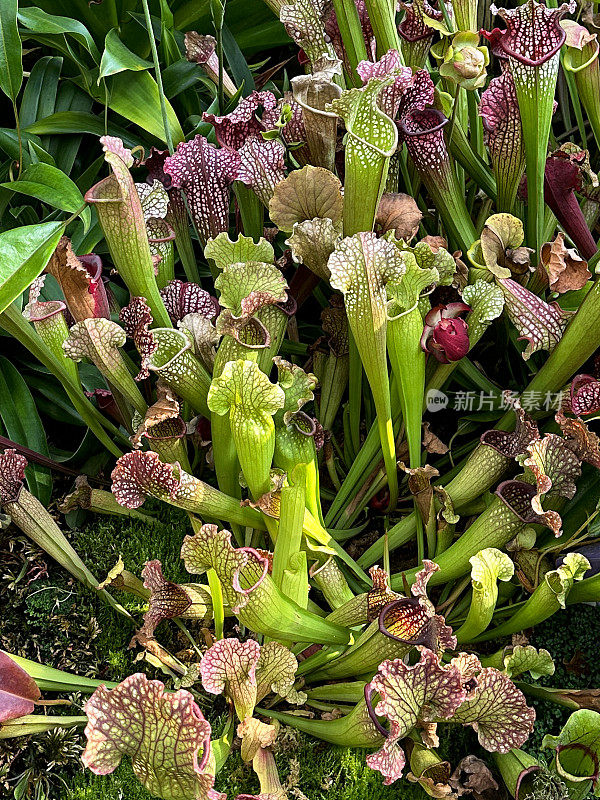 肉食性深红色猪笼草(Sarracenia leucophylla)的全画幅图像，紫红色的纹理覆盖在中空的猪笼草状叶子上，叶子呈波浪状边缘，聚焦于前景